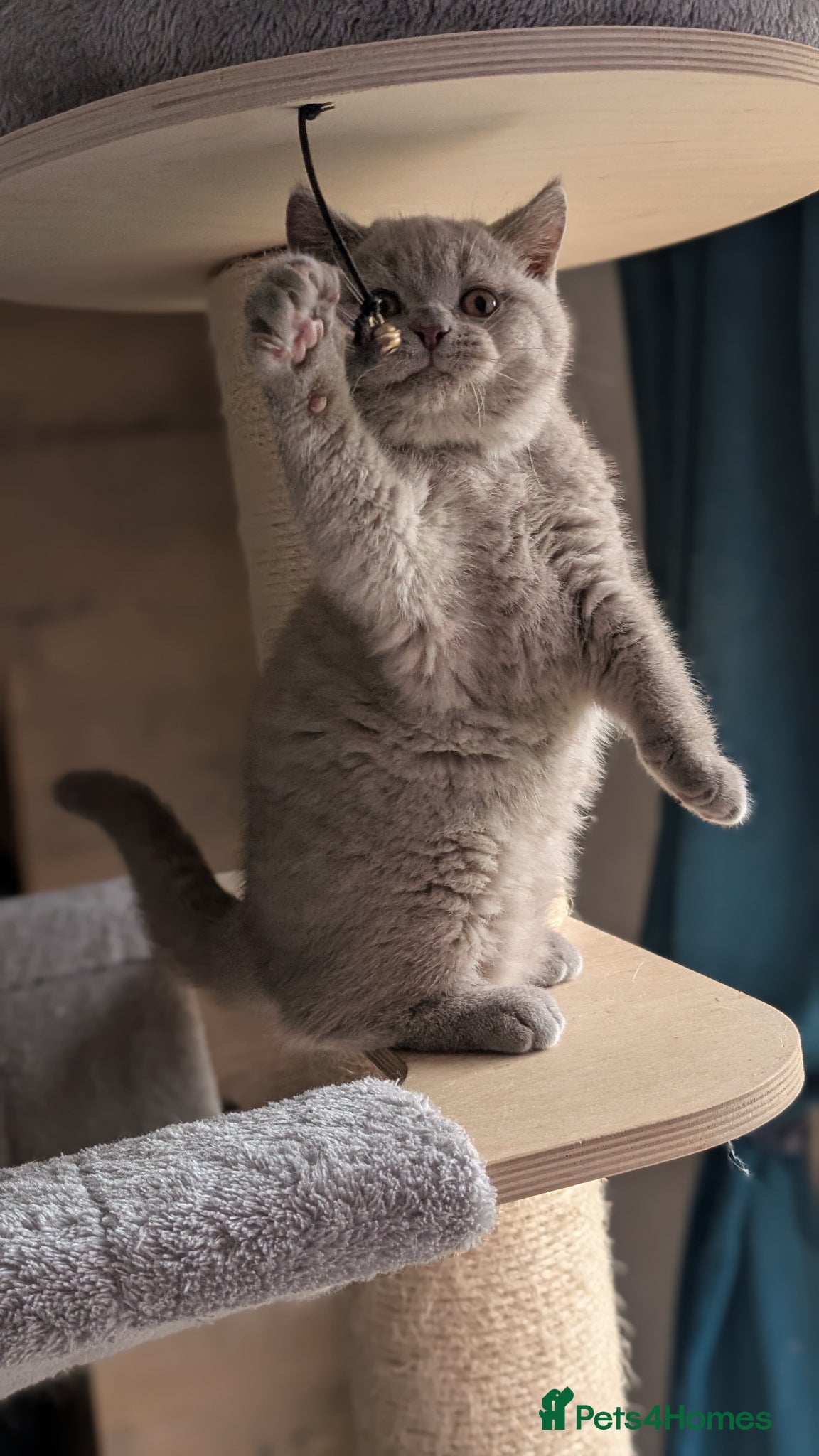 British Shorthair cats Tica Registered lilac British Shorthair boy  - Advert 6