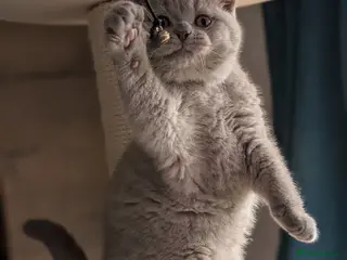British Shorthair cats Tica Registered lilac British Shorthair boy - Advert 6