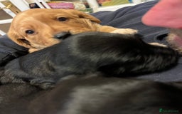 Mixed Breed dogs for sale: Sprockerdor puppies for sale - Image 7