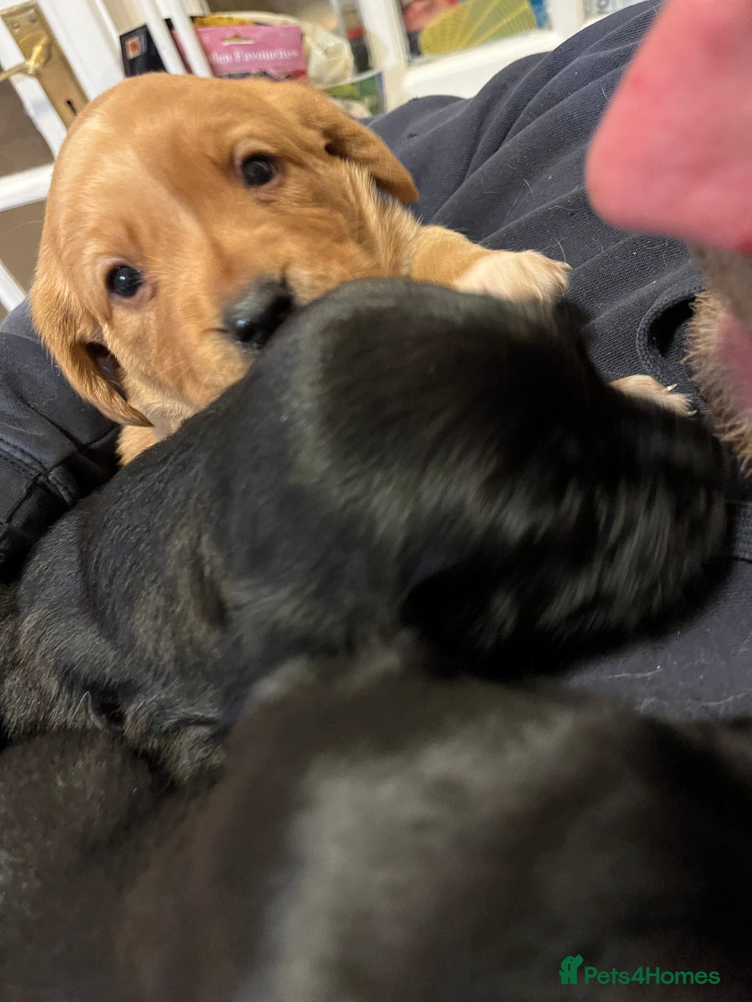 Mixed Breed dogs for sale: Sprockerdor puppies for sale - Image 7