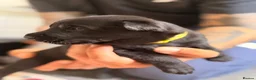 Belgian Shepherd Dog dogs for sale: Stunning Belgian Malinois Puppies  - Advert 4