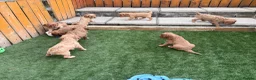 Cavapoo dogs for sale: Stunning F1 Cavapoo pups, out of DNA tested parent - Advert 3