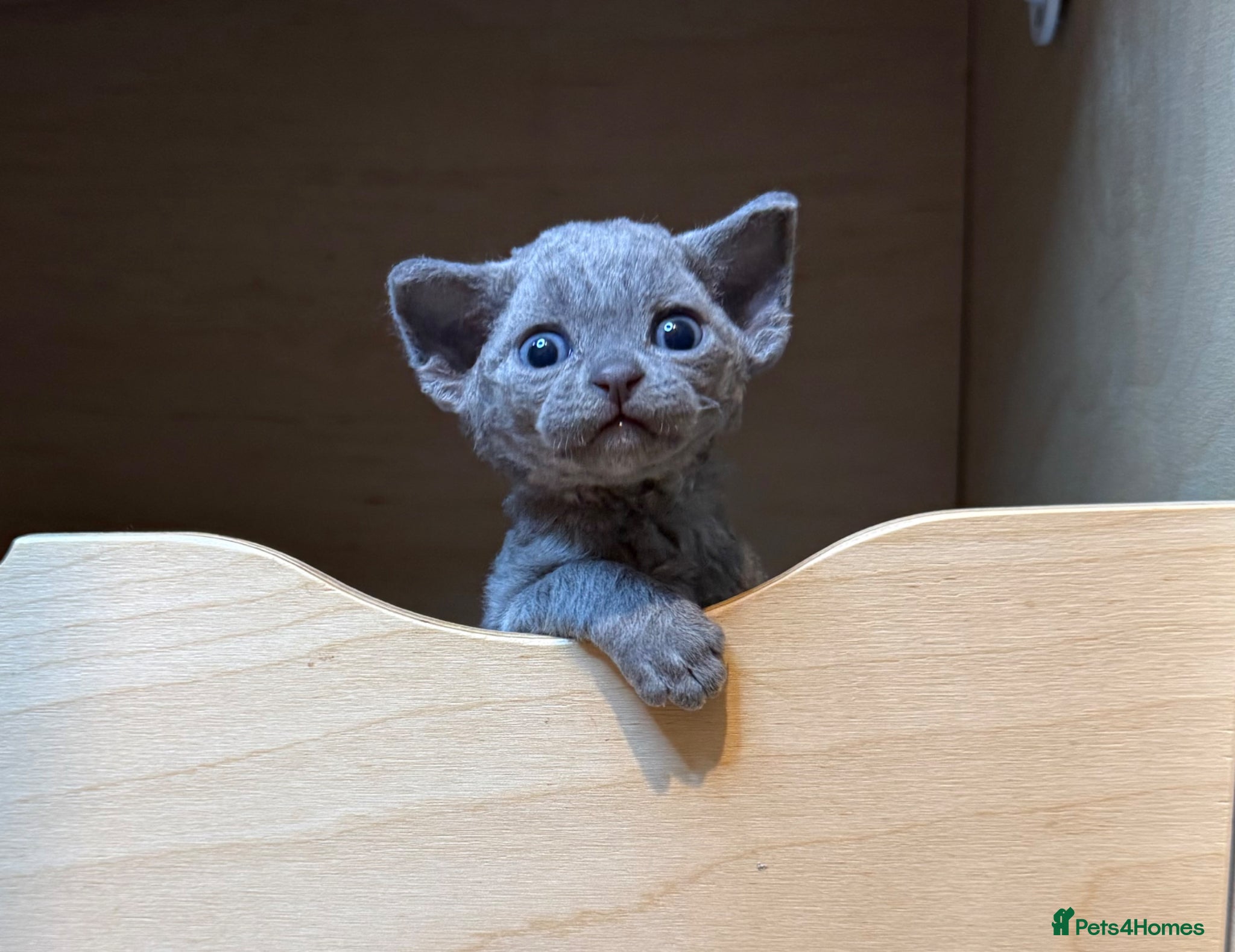 Devon Rex cats Beautiful blue boy!!!!! - Advert 4