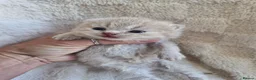 British Shorthair cats for sale: British shorthair kittens - Advert 8