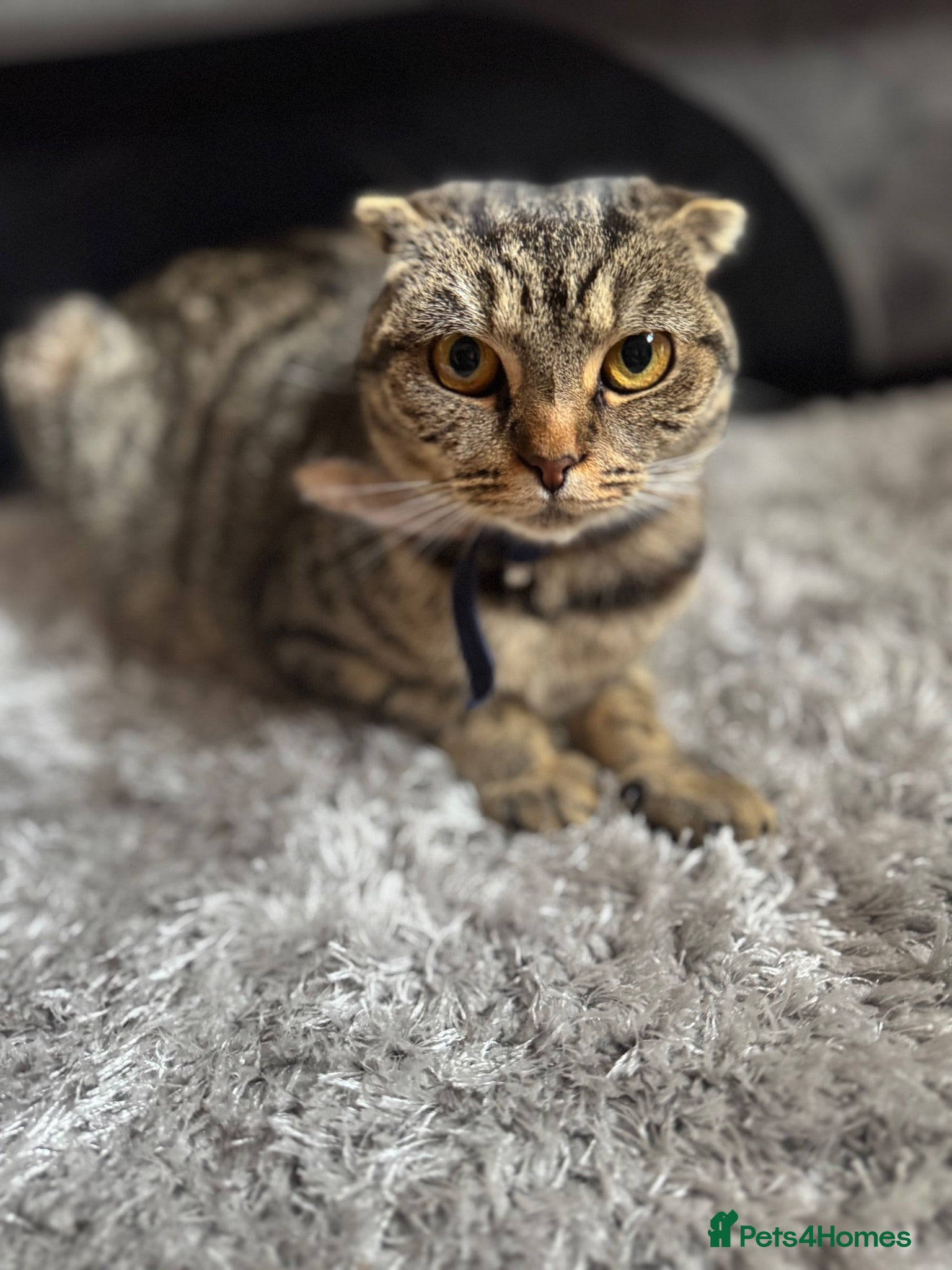 Scottish Fold cats Scotish fold and British short hair  - Advert 2