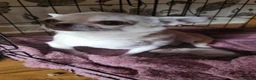 Chihuahua dogs for sale: Female  - Advert 7