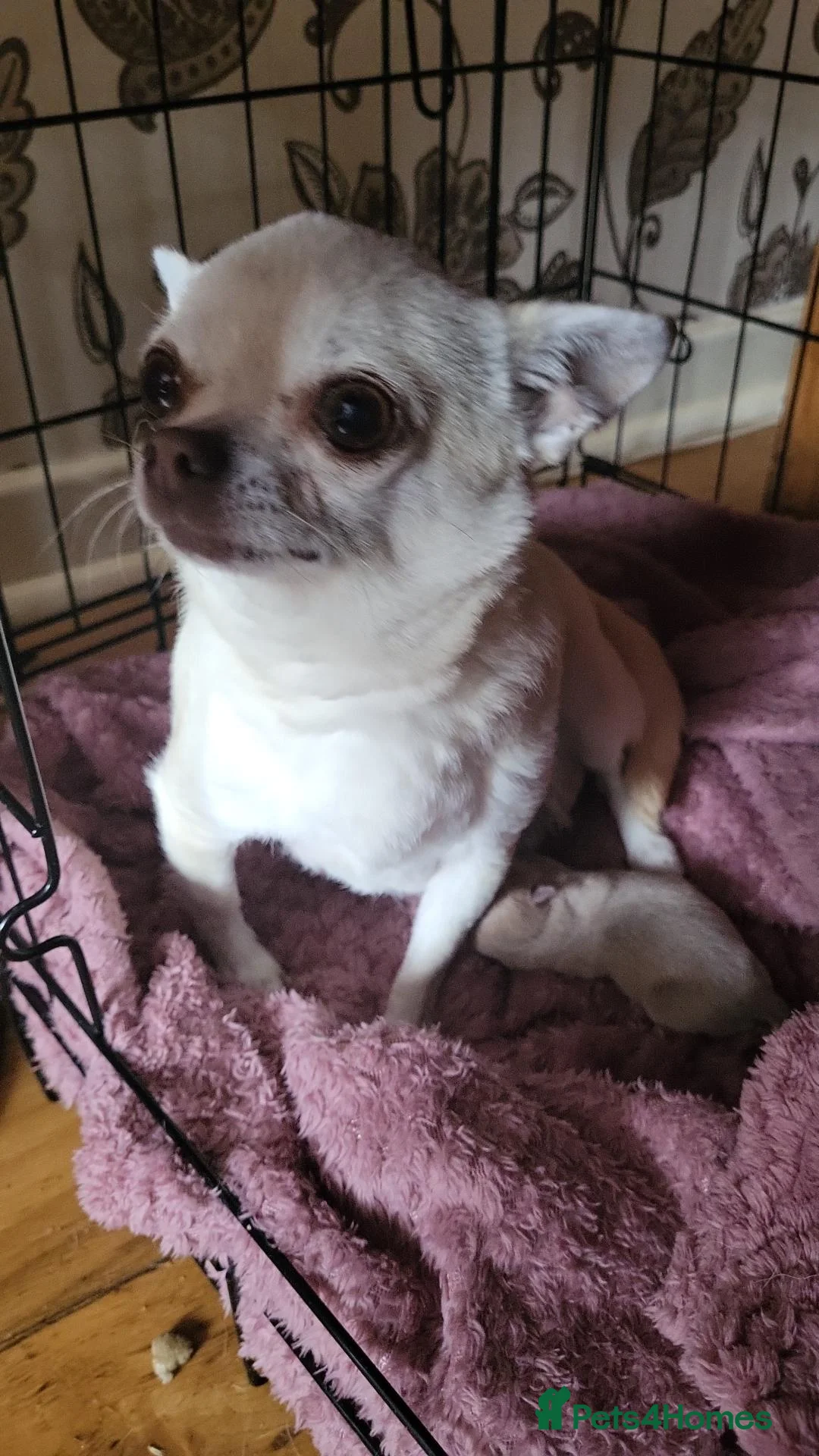 Chihuahua dogs for sale: Female  - Advert 7