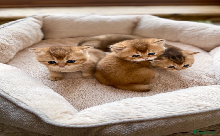 British Shorthair cats GCCF reg Golden BSH kittens - Advert 2