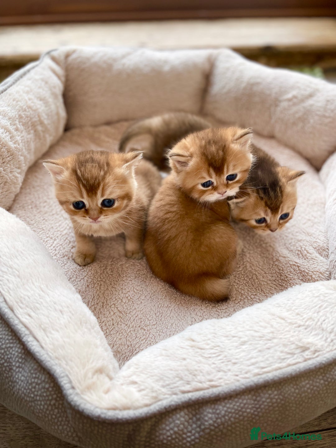 British Shorthair cats for sale: GCCF reg Golden BSH kittens - Advert 1