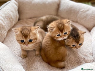 British Shorthair cats GCCF reg Golden BSH kittens - Advert 2