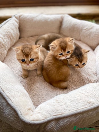 British Shorthair cats GCCF reg Golden BSH kittens - Advert 2