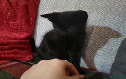 Domestic Shorthair cats for sale: 4 playful kittens ready for new homes  - Image 6