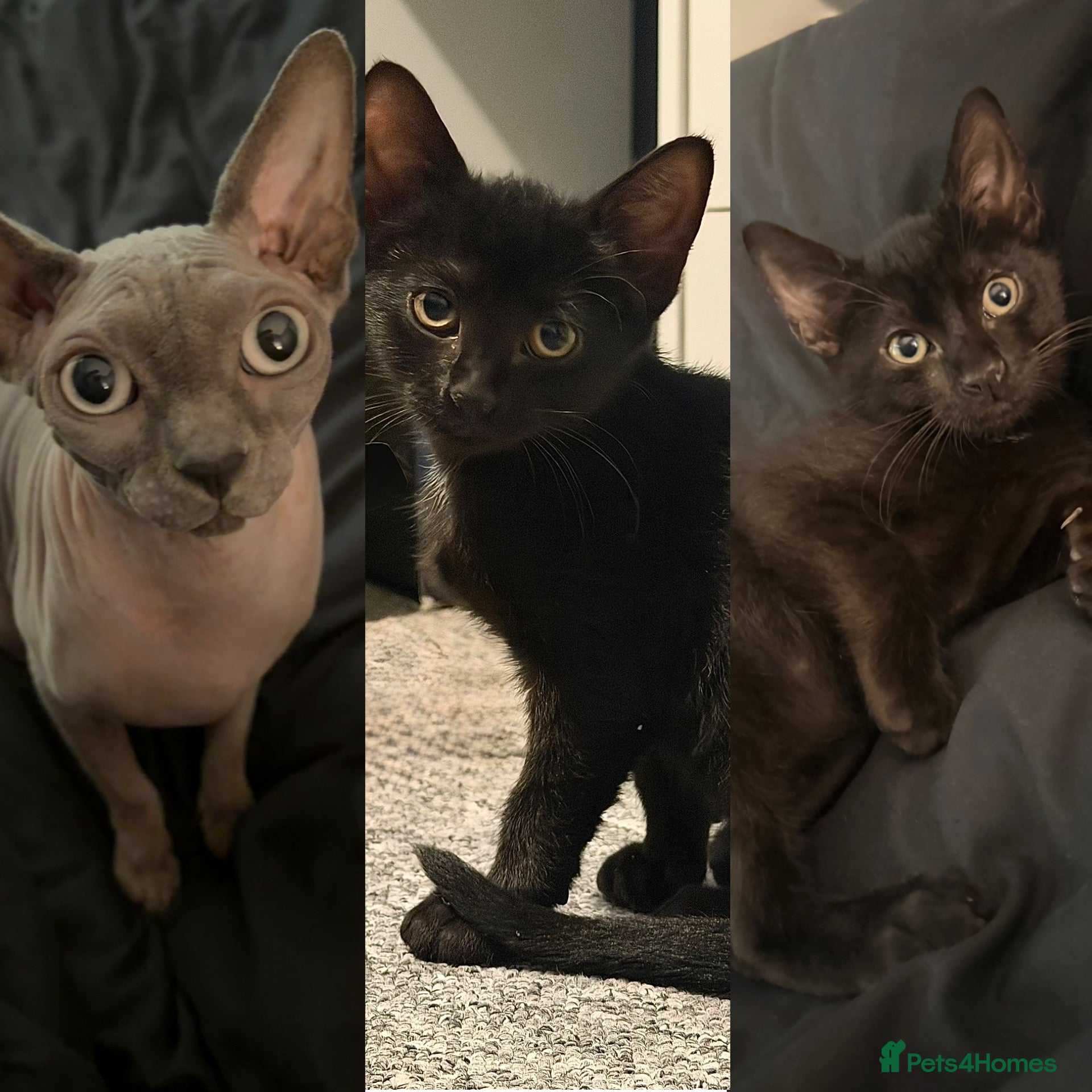 Mixed Breed cats Sphynx Mix Kittens - Advert 3