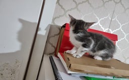 Domestic Shorthair cats for sale: 5 Beautiful Kittens Looking for Forever Homes - Image 10