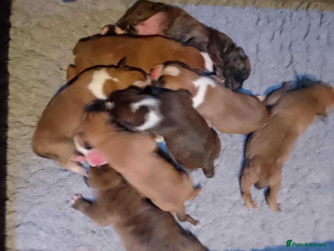 Boxer dogs for sale: Health Tested COI 1.5% KC Registered - Image 6
