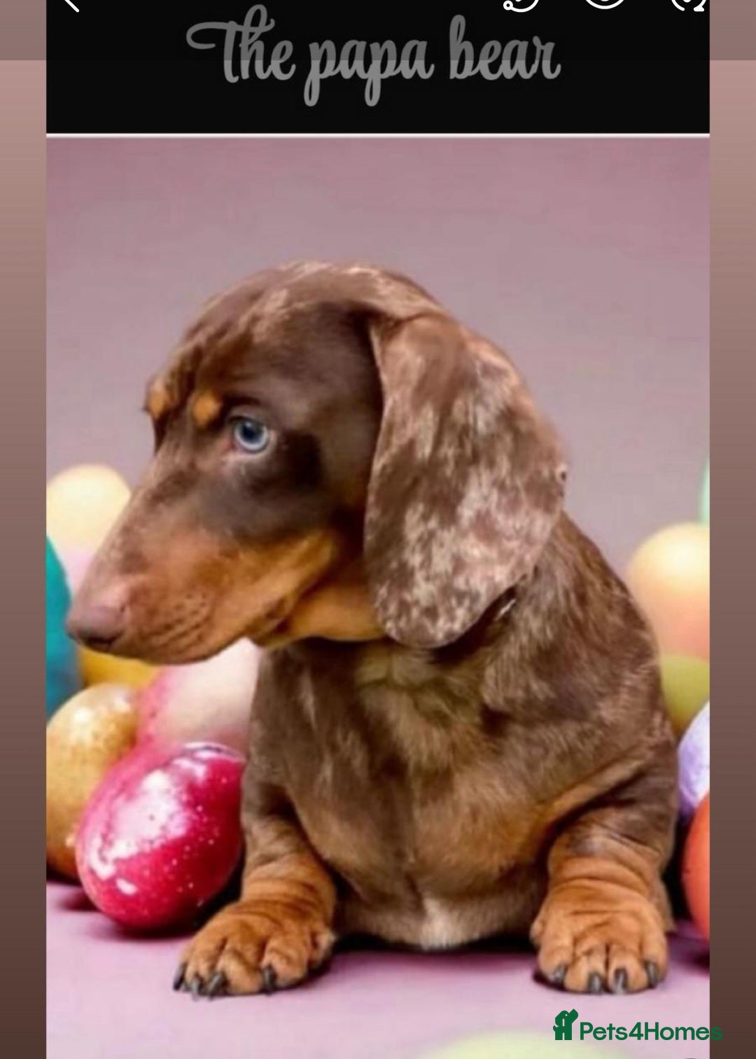 Dachshund dogs for sale: Ready to leave  - Advert 7