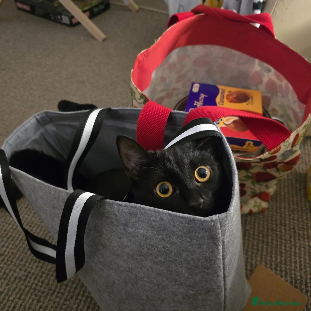 Mixed Breed cats for sale: 8 month old female cat to rehome  - Advert 4