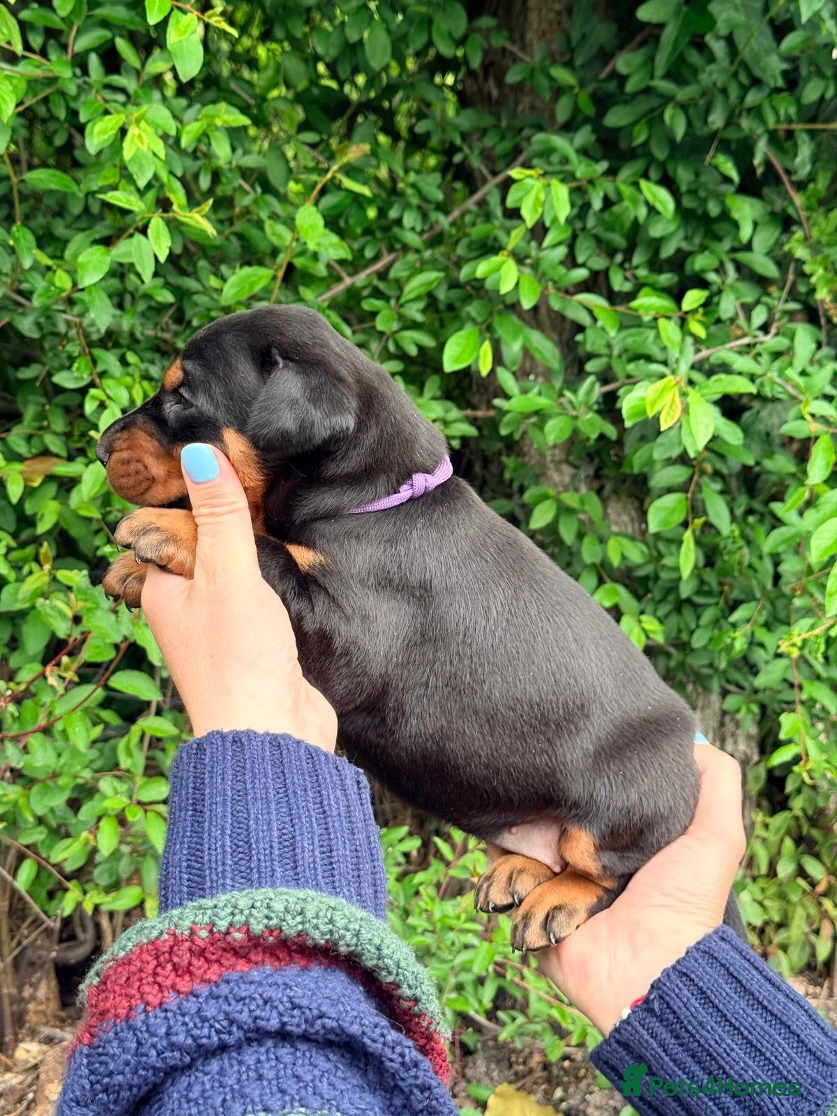 Dobermann dogs Outstanding KC Health tested Doberman puppies  - Advert 9