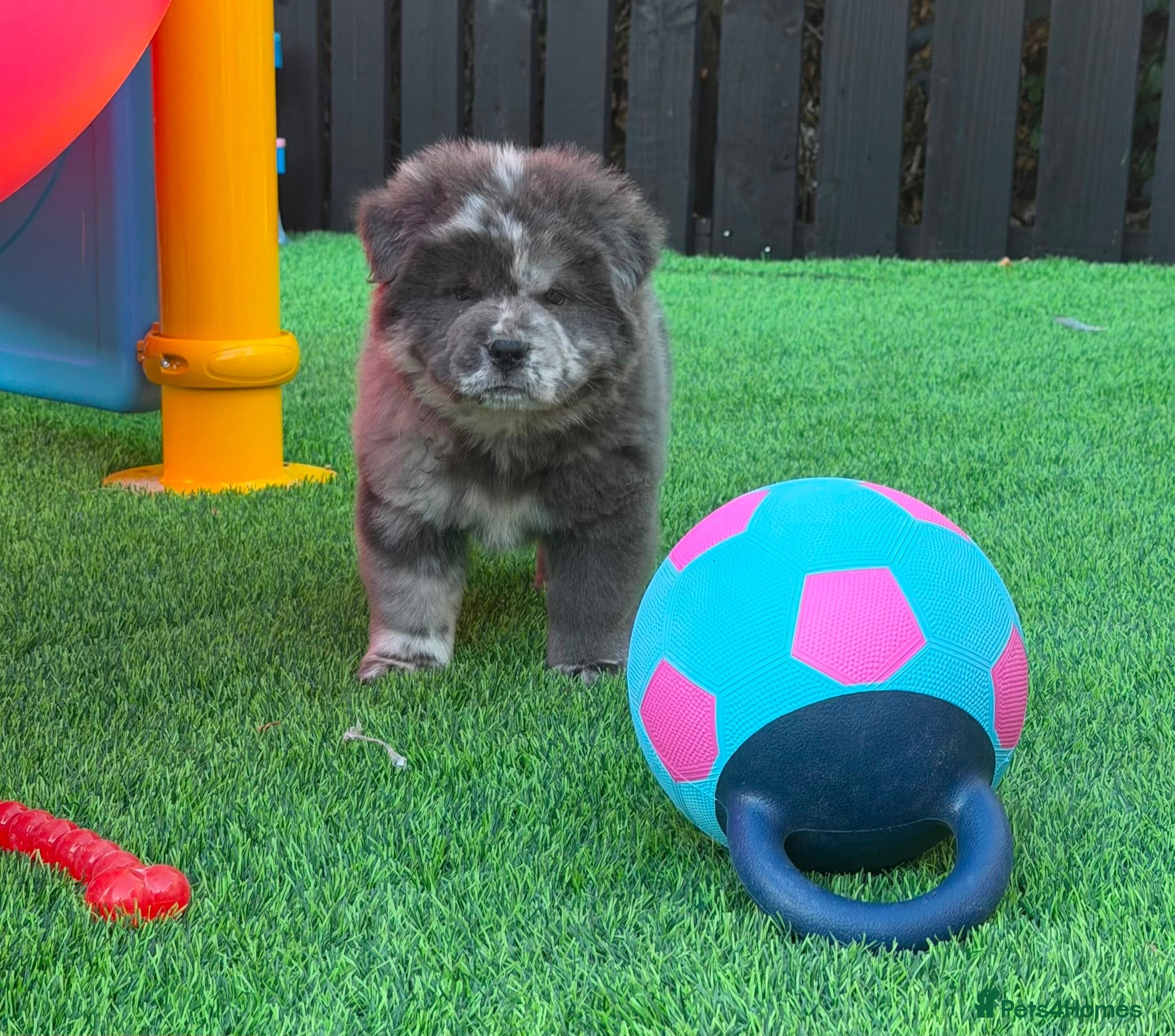 Chow Chow dogs Stunning Exotic colour chowski puppies for sale - Advert 1
