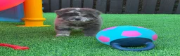 Chow Chow dogs for sale: Stunning Exotic colour chowski puppies for sale - Advert 3