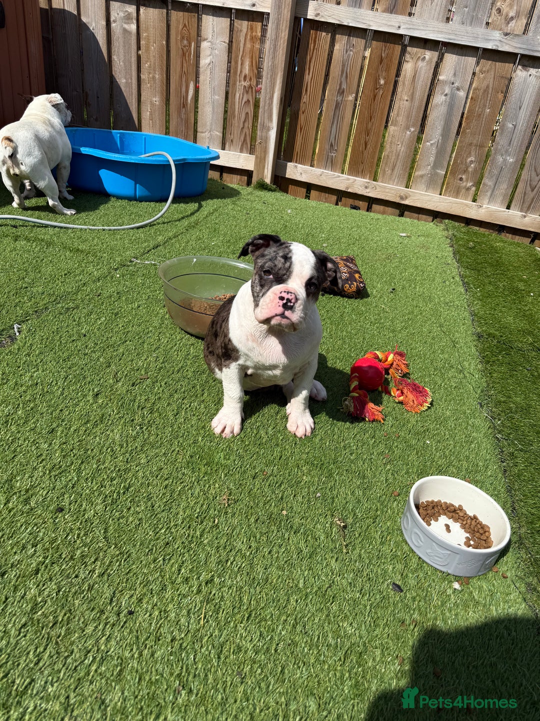 Old Tyme Bulldog dogs for sale: Merl old Tyme bulldog  - Image 2