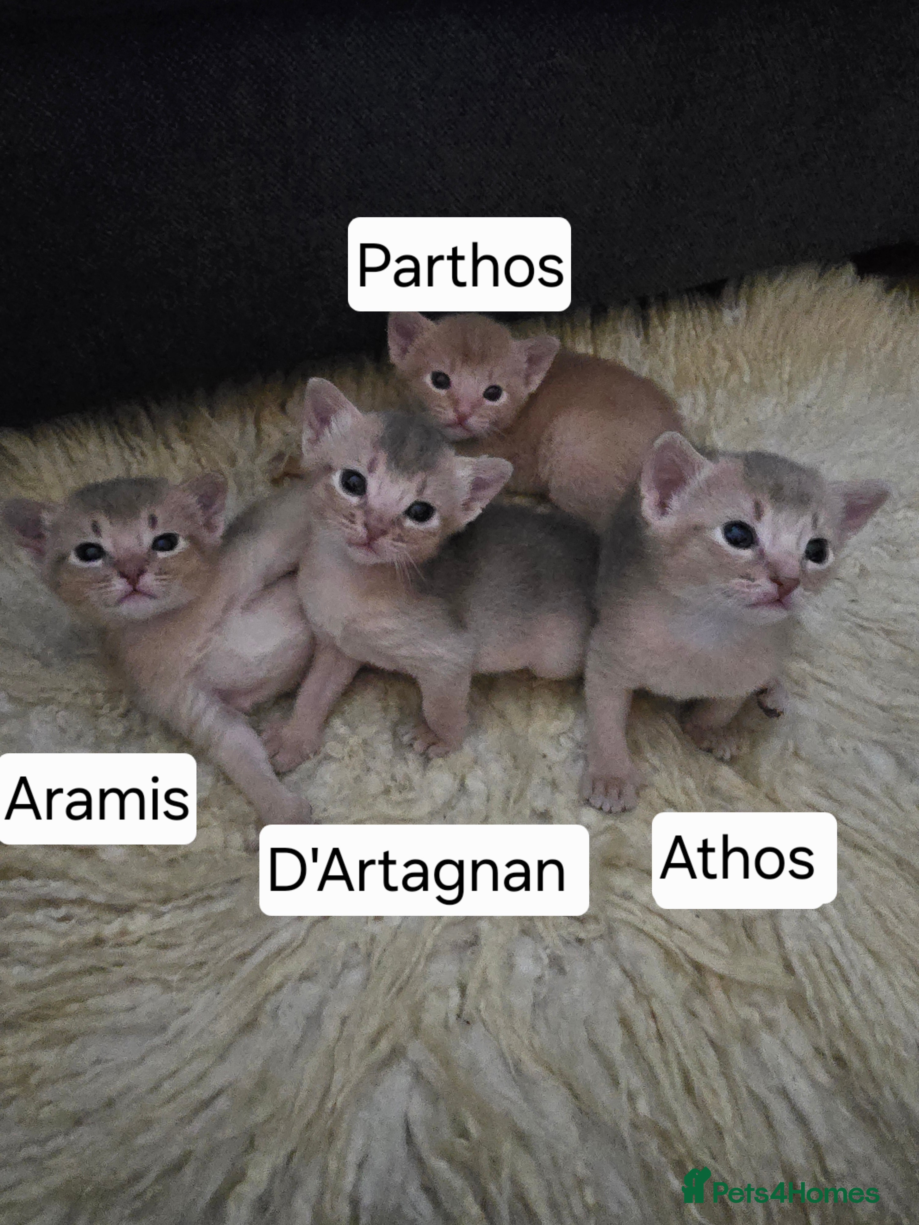 Abyssinian cats Champions 🏆  line Abyssinian Kitten!😸 - Advert 1