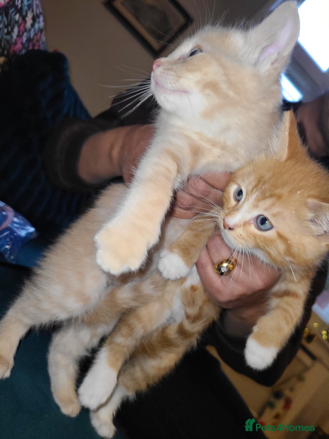 Mixed Breed cats for sale: Ginger girl & boy kitten  - Advert 2