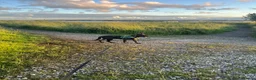 Mixed Breed dogs for sale: Lovely family dog for rehoming  in Chorley - Advert 3