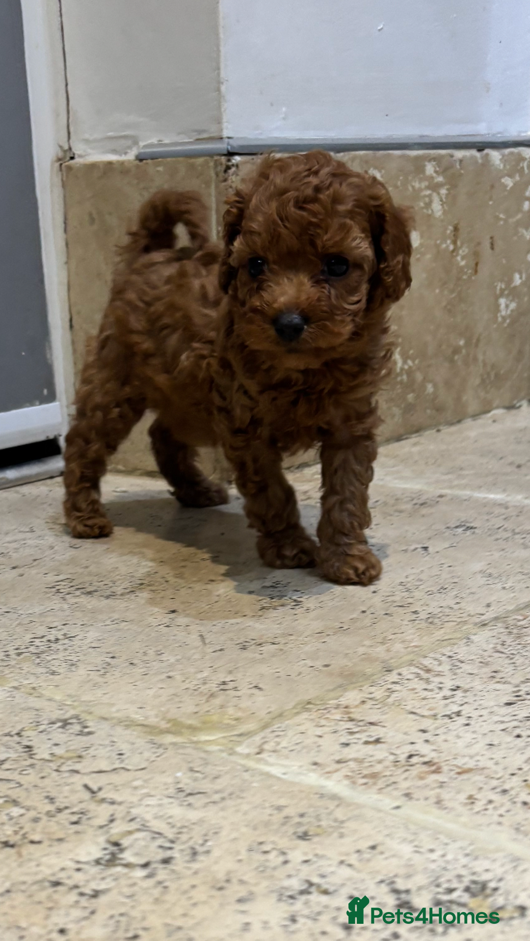 Cavapoo dogs for sale: Cavapoo pups  - Image 3