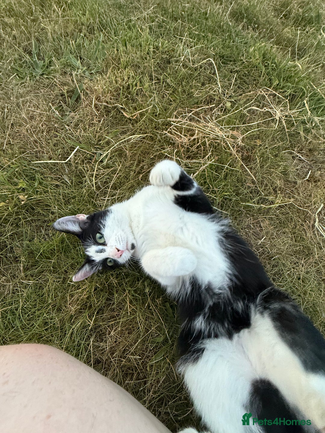 Domestic Shorthair cats for sale: 2 beautiful short hair boys  - Image 1