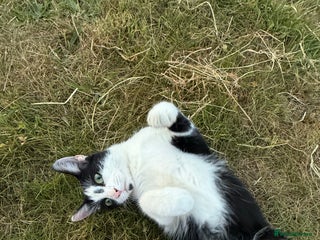 Domestic Shorthair cats - Advert 2