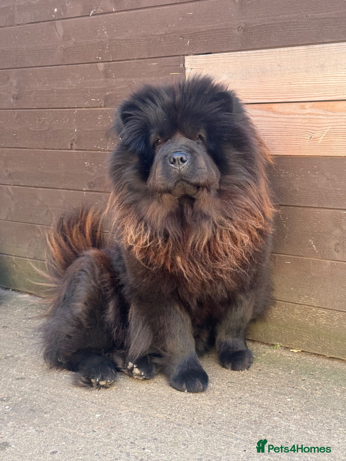 Chow Chow dogs for sale: Chow chow puppy - Advert 1