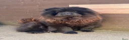 Chow Chow dogs for sale: Chow chow puppy - Advert 1