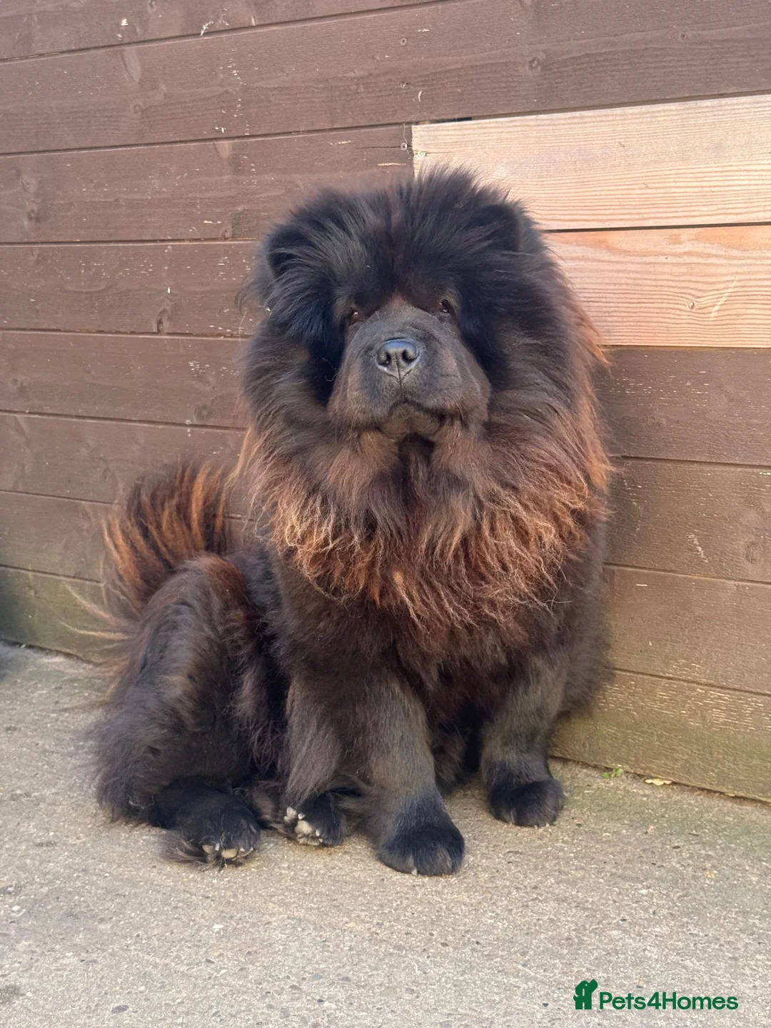Chow Chow dogs for sale: Chow chow puppy - Advert 1