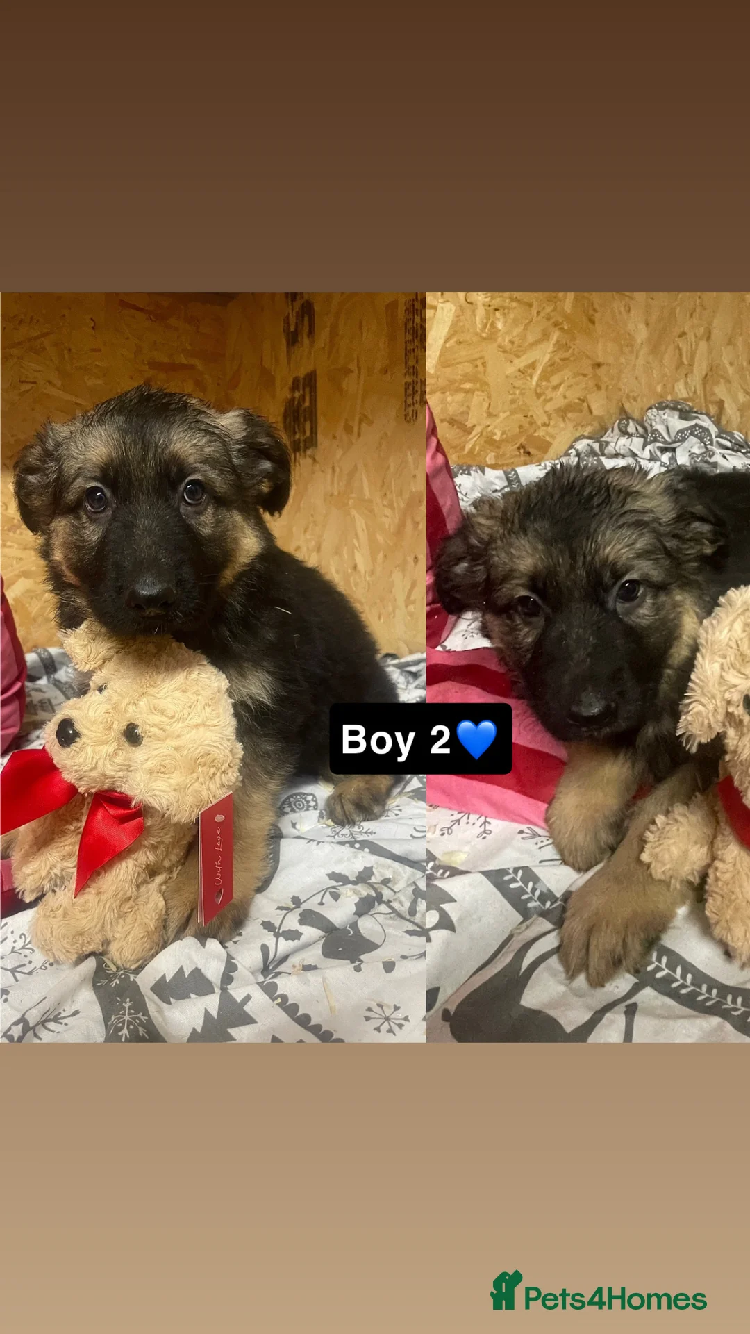 German Shepherd dogs for sale: Long hair German shepherd puppies  - Advert 3