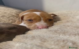 Mixed Breed dogs for sale: 7 Gorgeous Lurcher x Pocket Bully Pups  - Advert 4