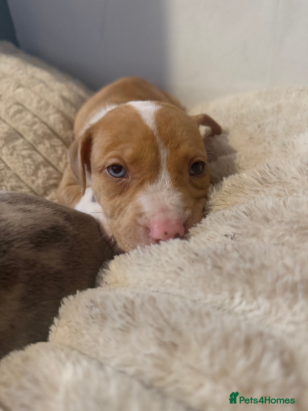 Mixed Breed dogs for sale: 7 Gorgeous Lurcher x Pocket Bully Pups  - Advert 4