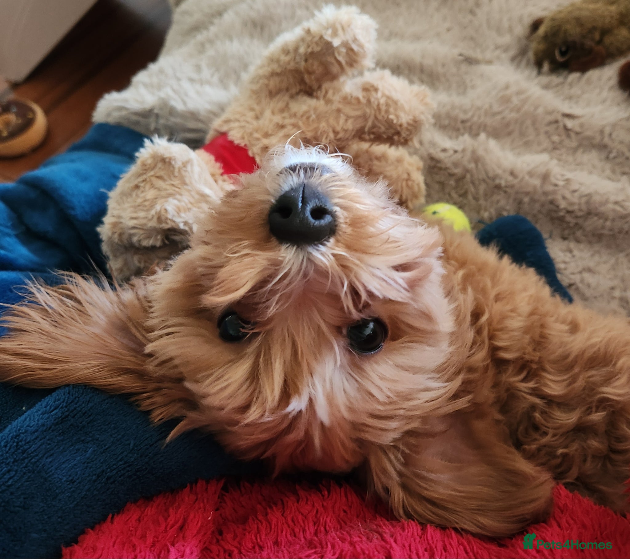 Maltipoo dogs Red Maltipoo boy - Advert 10