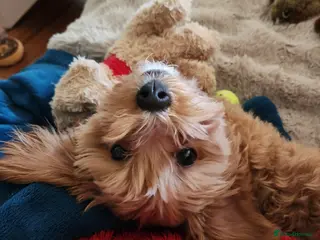 Maltipoo dogs Red Maltipoo boy - Advert 10