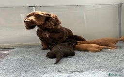 Cocker Spaniel dogs for sale: Beautiful cocker spaniels  - Image 13