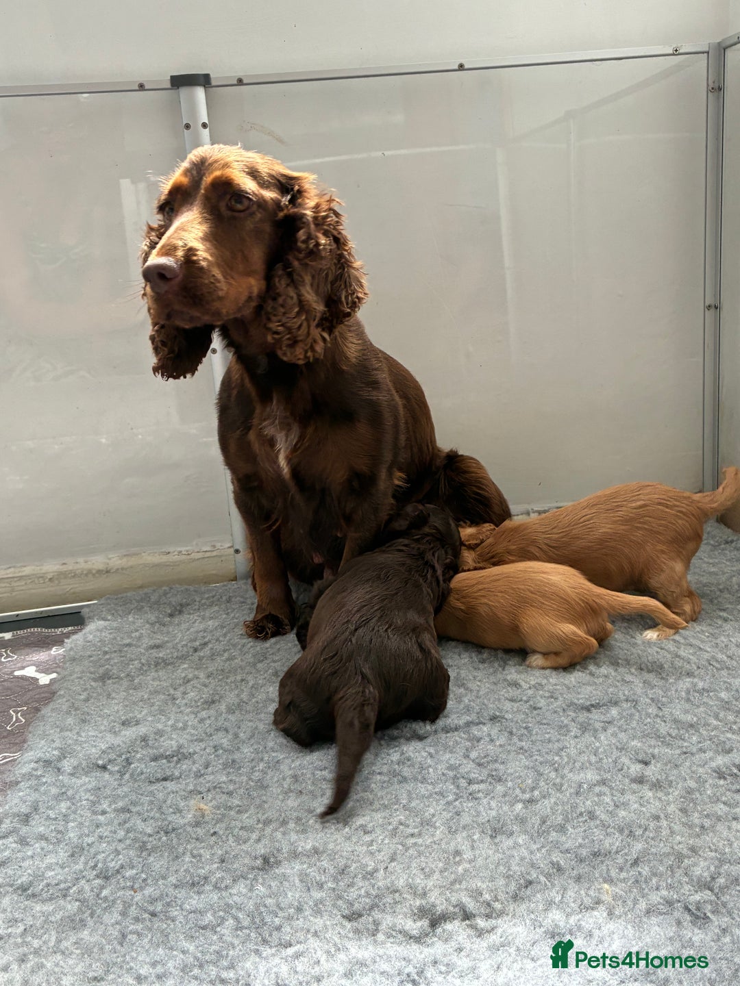 Cocker Spaniel dogs for sale: Beautiful cocker spaniels  - Image 13