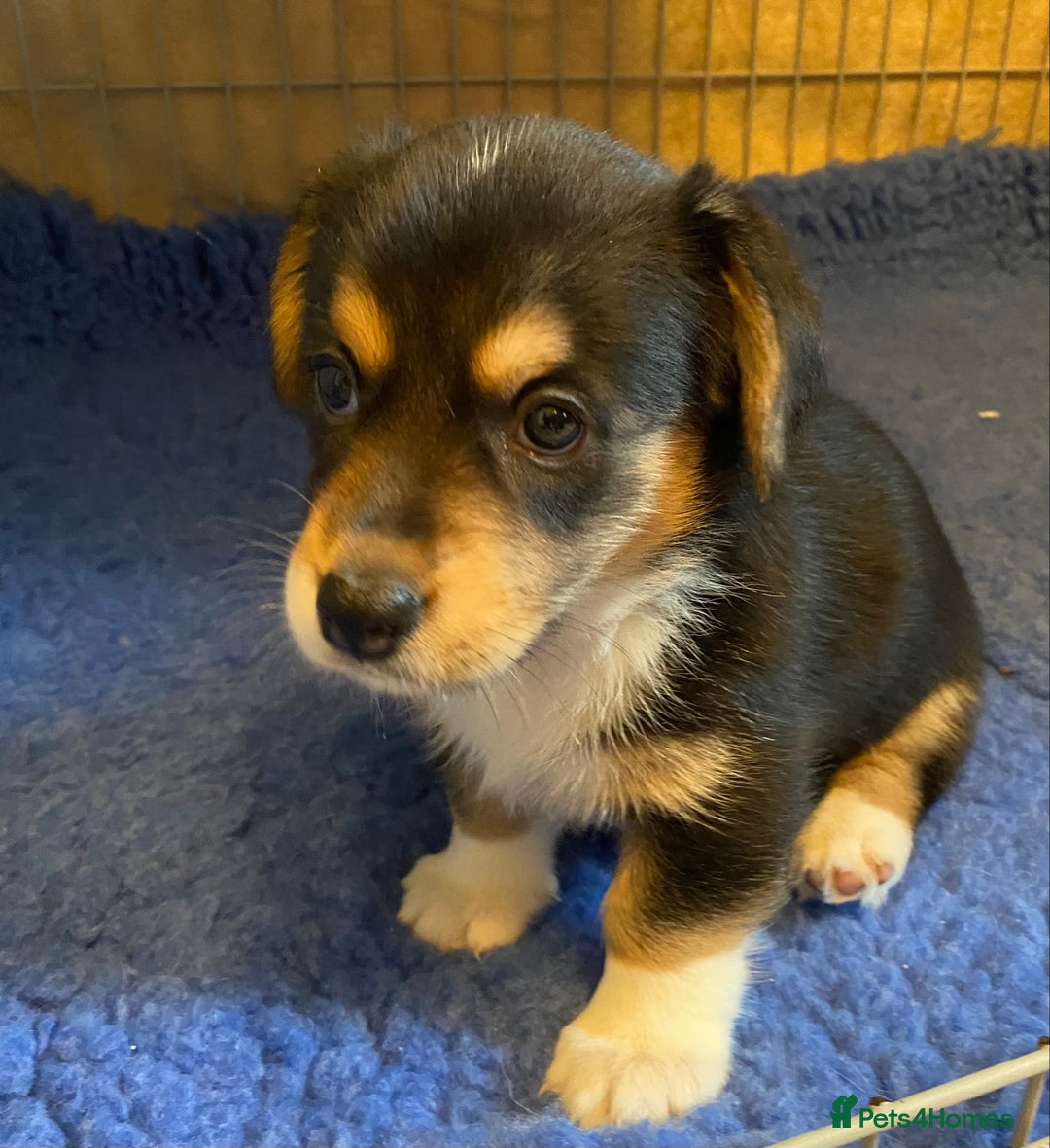 Welsh Corgi Cardigan dogs for sale: Welsh Cardigan Corgis by 5 ⭐️ Licensed Breeder - Advert 8