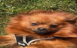 Pomeranian dogs for sale: Gorgeous Female Poms ☺️ - Advert 15