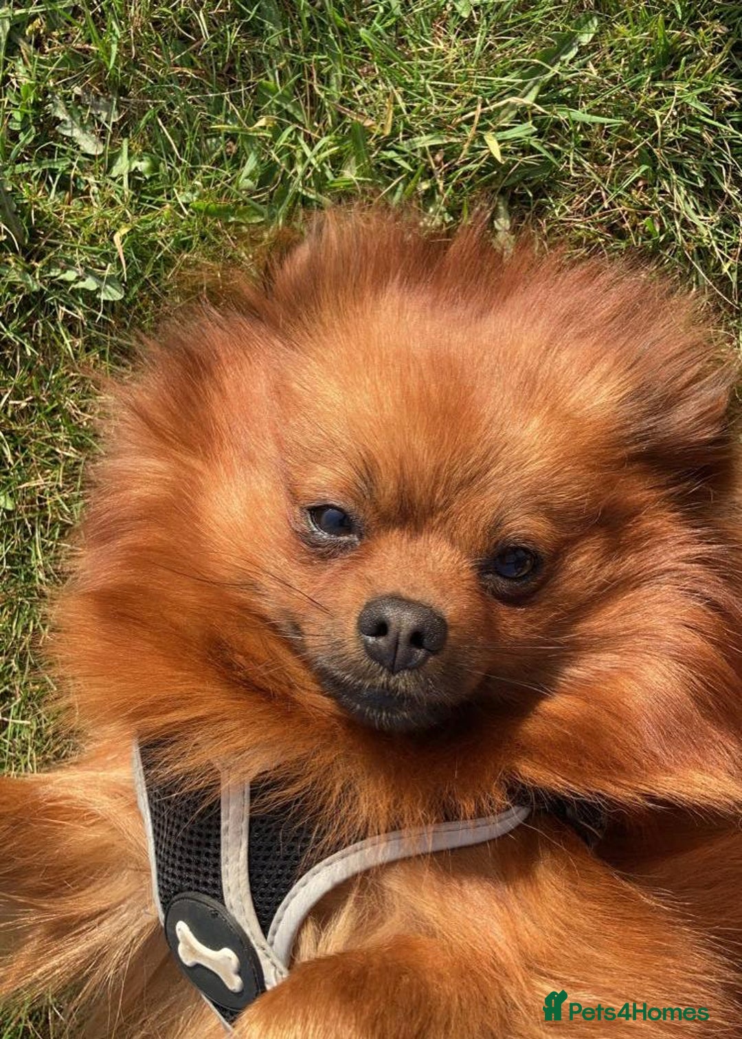 Pomeranian dogs for sale: Gorgeous Female Poms ☺️ - Advert 15