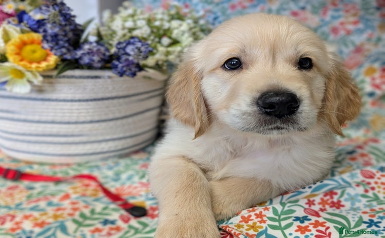 Golden Retriever dogs - Advert 3