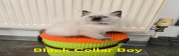 Ragdoll cats for sale: Adorable Ragdoll kittens looking for loving homes! - Advert 7