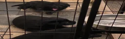 Sheprador dogs for sale: German shepherd cross lab puppies  - Advert 8
