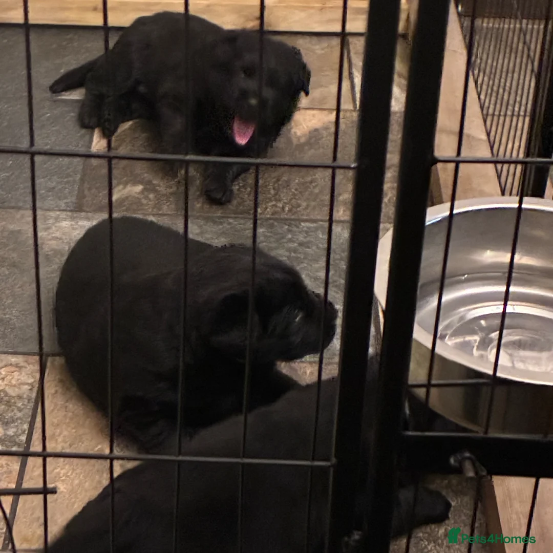 Sheprador dogs for sale: German shepherd cross lab puppies  - Advert 8