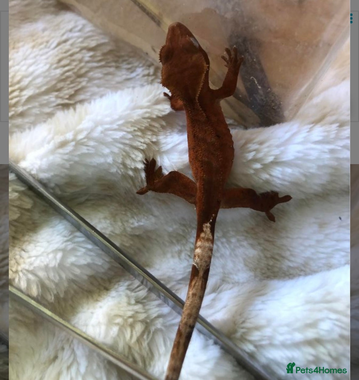 Gecko reptiles Baby crested geko  - Advert 11
