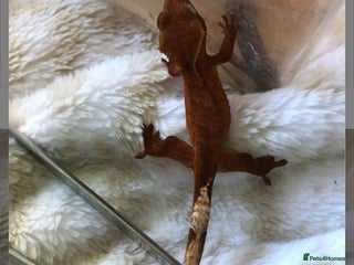 Gecko reptiles Baby crested geko - Advert 6